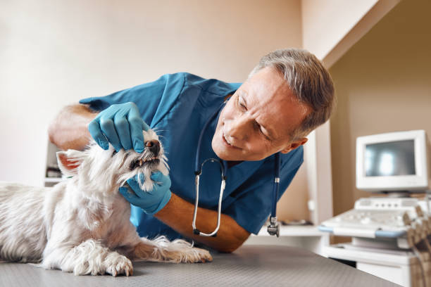 Best Emergency Tooth Extraction in Osceola, IA
